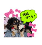 ダックス  あんじゅ ★病気★（個別スタンプ：29）
