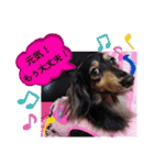 ダックス  あんじゅ ★病気★（個別スタンプ：30）