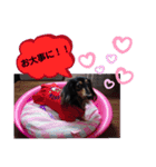 ダックス  あんじゅ ★病気★（個別スタンプ：32）