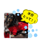 ダックス  あんじゅ ★病気★（個別スタンプ：34）