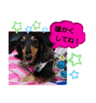 ダックス  あんじゅ ★病気★（個別スタンプ：35）