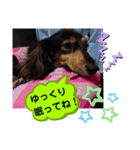 ダックス  あんじゅ ★病気★（個別スタンプ：36）