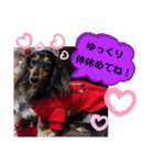 ダックス  あんじゅ ★病気★（個別スタンプ：38）