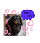 ダックス  あんじゅ ★病気★（個別スタンプ：40）