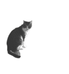 西尾家の猫（個別スタンプ：1）