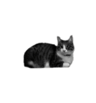 西尾家の猫（個別スタンプ：3）