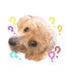 殿若9（個別スタンプ：4）