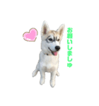白川ファミリー❤（個別スタンプ：7）