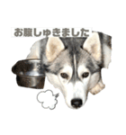 白川ファミリー❤（個別スタンプ：11）