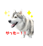 白川ファミリー❤（個別スタンプ：15）