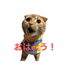 スコちゃんとらまるスタンプ（個別スタンプ：1）