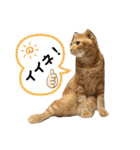 スコちゃんとらまるスタンプ（個別スタンプ：4）
