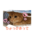 スコちゃんとらまるスタンプ（個別スタンプ：7）