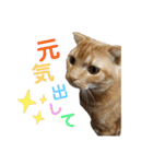 スコちゃんとらまるスタンプ（個別スタンプ：13）