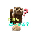 スコちゃんとらまるスタンプ（個別スタンプ：15）