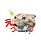 スコちゃんとらまるスタンプ（個別スタンプ：18）