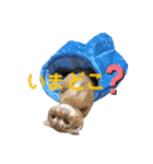 スコちゃんとらまるスタンプ（個別スタンプ：28）
