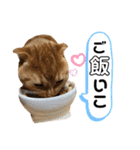 スコちゃんとらまるスタンプ（個別スタンプ：29）