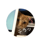スコちゃんとらまるスタンプ（個別スタンプ：33）