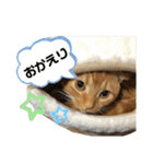 スコちゃんとらまるスタンプ（個別スタンプ：38）