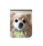 僕の名前はくぅとくん（個別スタンプ：1）