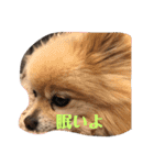 僕の名前はくぅとくん（個別スタンプ：2）