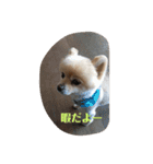 僕の名前はくぅとくん（個別スタンプ：3）