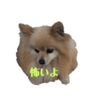 僕の名前はくぅとくん（個別スタンプ：5）
