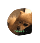 僕の名前はくぅとくん（個別スタンプ：13）