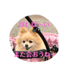 僕の名前はくぅとくん（個別スタンプ：23）