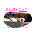 僕の名前はくぅとくん（個別スタンプ：24）