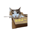 三毛猫3姉妹（個別スタンプ：1）