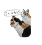 三毛猫3姉妹（個別スタンプ：2）