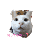 三毛猫3姉妹（個別スタンプ：3）