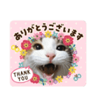 三毛猫3姉妹（個別スタンプ：4）
