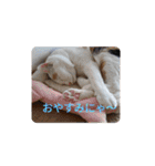 三毛猫3姉妹（個別スタンプ：5）