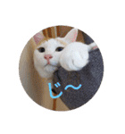 三毛猫3姉妹（個別スタンプ：6）