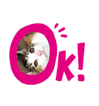三毛猫3姉妹（個別スタンプ：7）