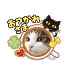 三毛猫3姉妹（個別スタンプ：9）