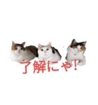 三毛猫3姉妹（個別スタンプ：11）