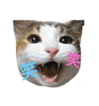 三毛猫3姉妹（個別スタンプ：12）
