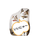 三毛猫3姉妹（個別スタンプ：13）