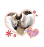 三毛猫3姉妹（個別スタンプ：14）