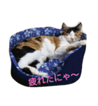 三毛猫3姉妹（個別スタンプ：15）