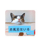 三毛猫3姉妹（個別スタンプ：16）