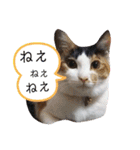 三毛猫3姉妹（個別スタンプ：17）