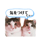 三毛猫3姉妹（個別スタンプ：18）