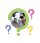 三毛猫3姉妹（個別スタンプ：21）