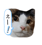三毛猫3姉妹（個別スタンプ：22）