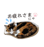 三毛猫3姉妹（個別スタンプ：24）